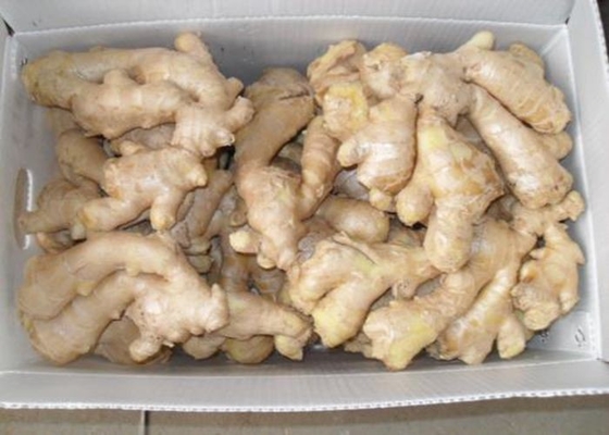 中国語250g芽の空気によって乾燥されるショウガ無し